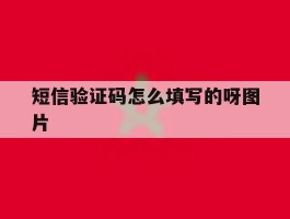 短信验证码怎么填写的呀图片